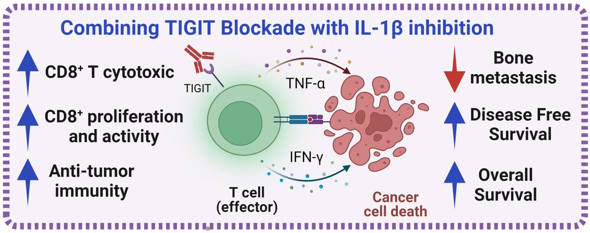 Lea Monteran (@lmonteran) on Twitter photo I am excited to share our latest work (and PhDās baby) <a href="/ErezNeta/">Neta Erez- ErezLabšļø</a> on breast cancer bone #metastasis, showing how combining #TIGIT blockade with #MDSC inhibition may be a novel and promising therapeutic strategy to treat bone metastasis. In <a href="/CD_AACR/">Cancer Discovery</a> š
doi.org/10.1158/2159-8⦠I am excited to share our latest work (and PhDās baby) <a href="/ErezNeta/">Neta Erez- ErezLabšļø</a> on breast cancer bone #metastasis, showing how combining #TIGIT blockade with #MDSC inhibition may be a novel and promising therapeutic strategy to treat bone metastasis. In <a href="/CD_AACR/">Cancer Discovery</a> š
doi.org/10.1158/2159-8ā¦