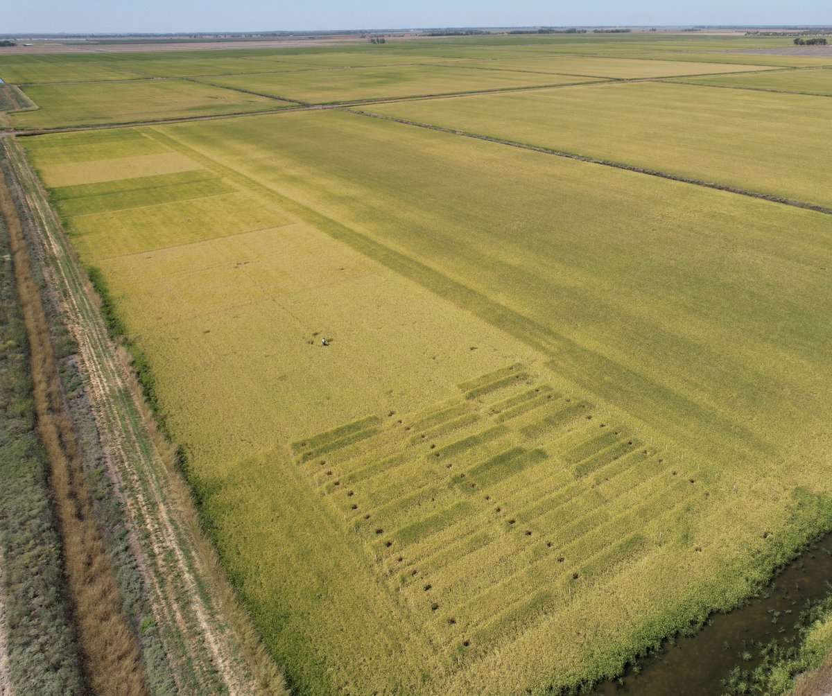 Our experiments and large N plots are maturing quickly with these warm temps. V071 with grain moisture at around 30% is dropping approx 0.8%/day at the moment. @jamesbrinkhoff @cbrill01 @NSWDPI_AgWater @AgriFuturesAU @RiceExtension