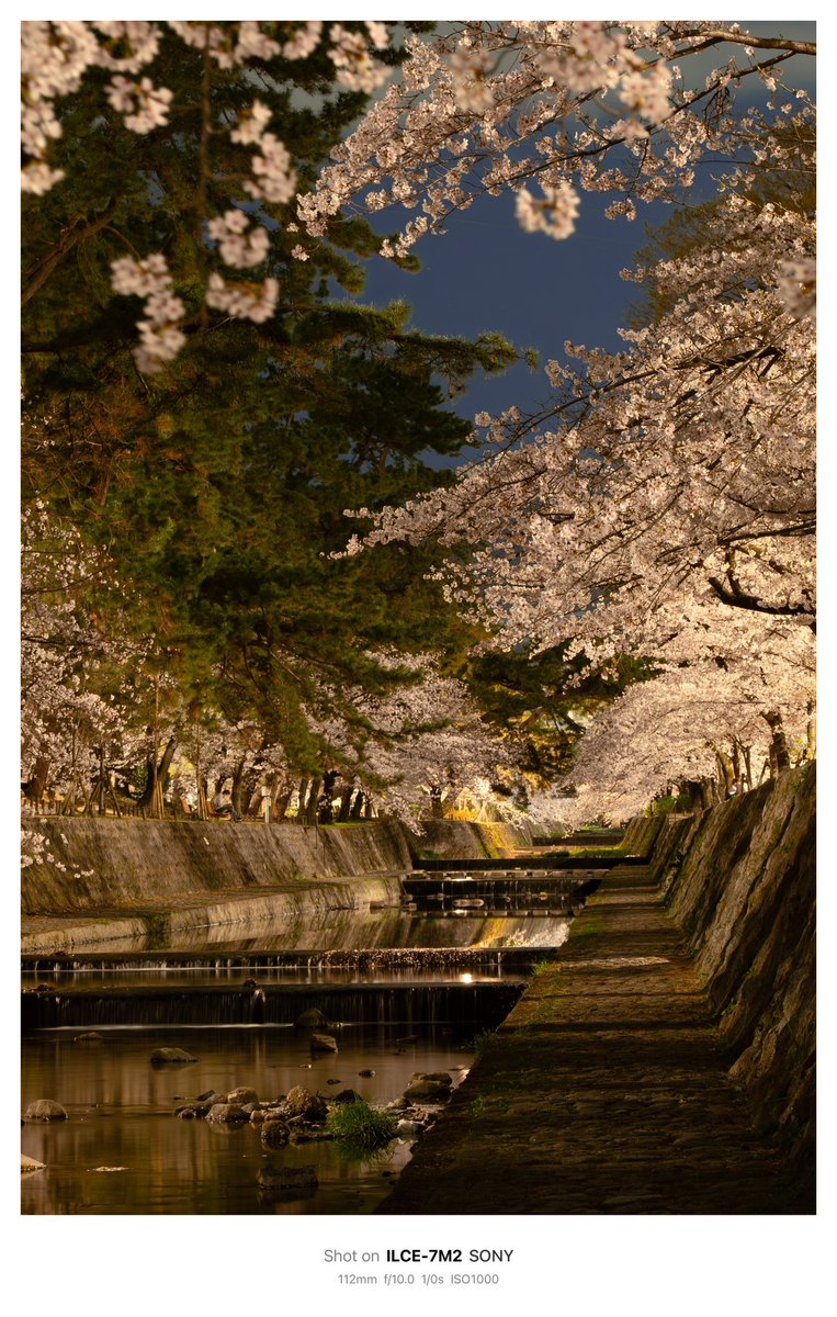 春が近づいてきたので夙川の夜桜🌸