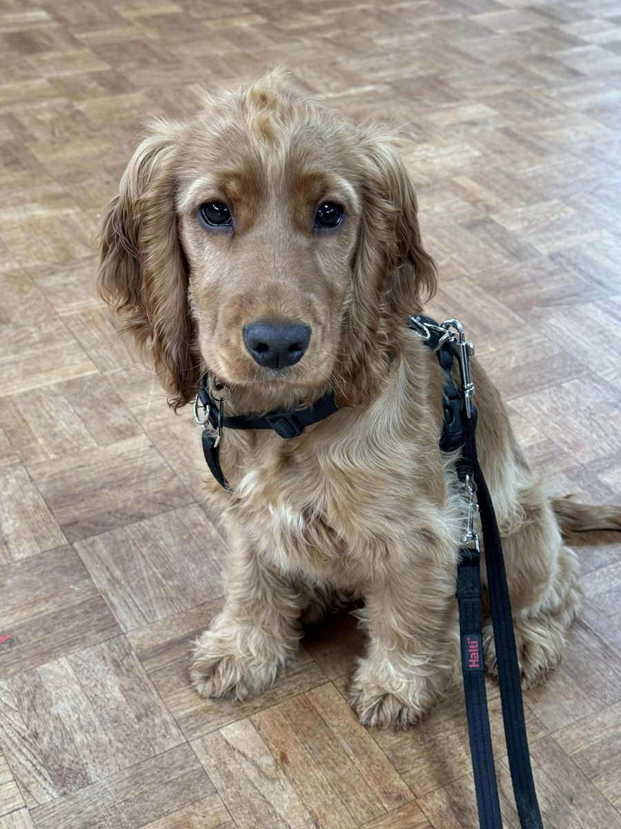 HearingDogs's tweet image. Lovely Libby has made a fab start to her hearing dog training, and she passed the first stage last week 😃🐾

Libby has been doing a great job learning her basic cues like 'sit' and 'wait', and our clever cocker spaniel is now starting to learn how to settle.

Well done, Libby!