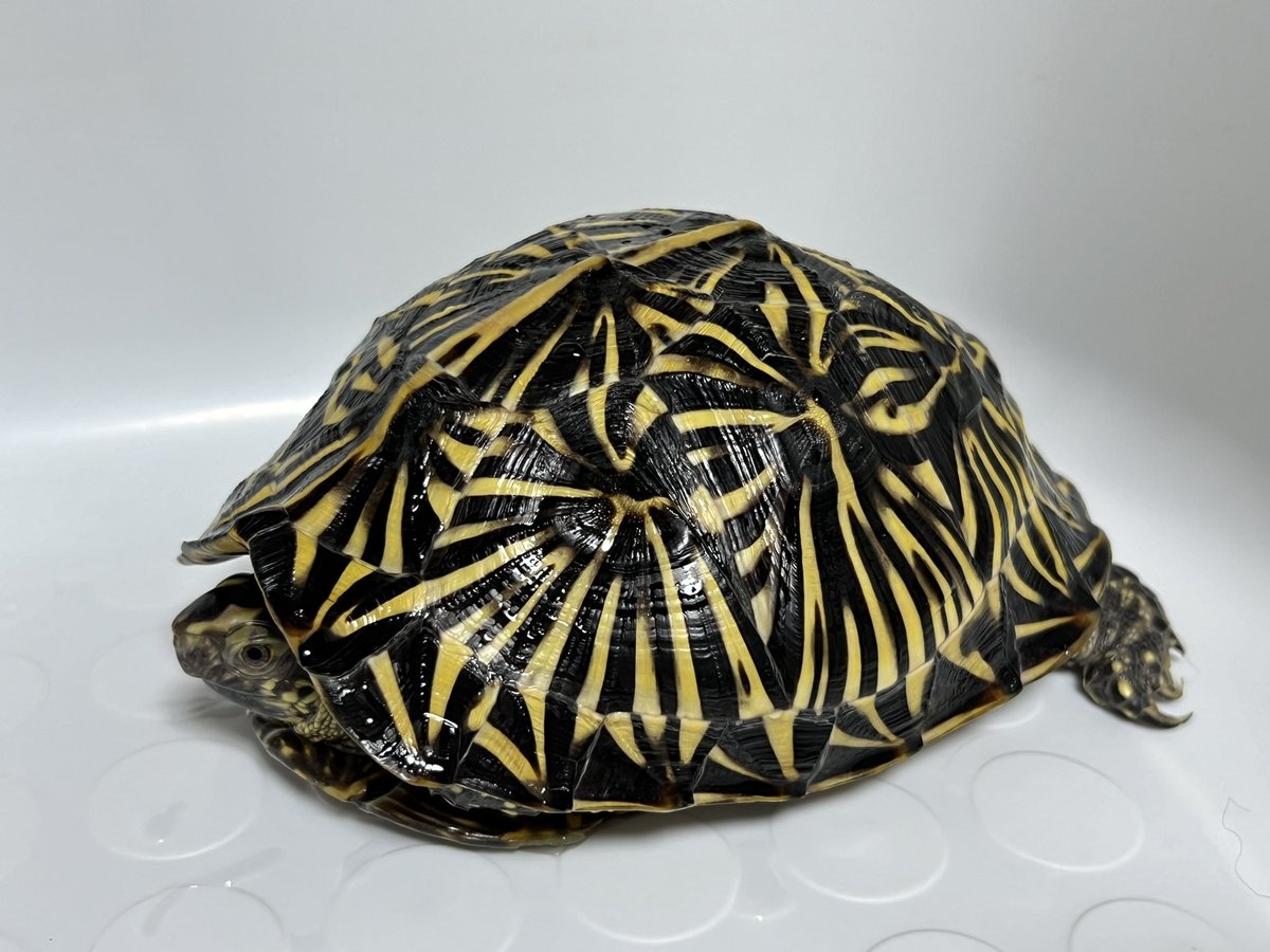 サブカルチャーSALEハコガメ トウブハコガメ Sold out!!! - Hachural-Life