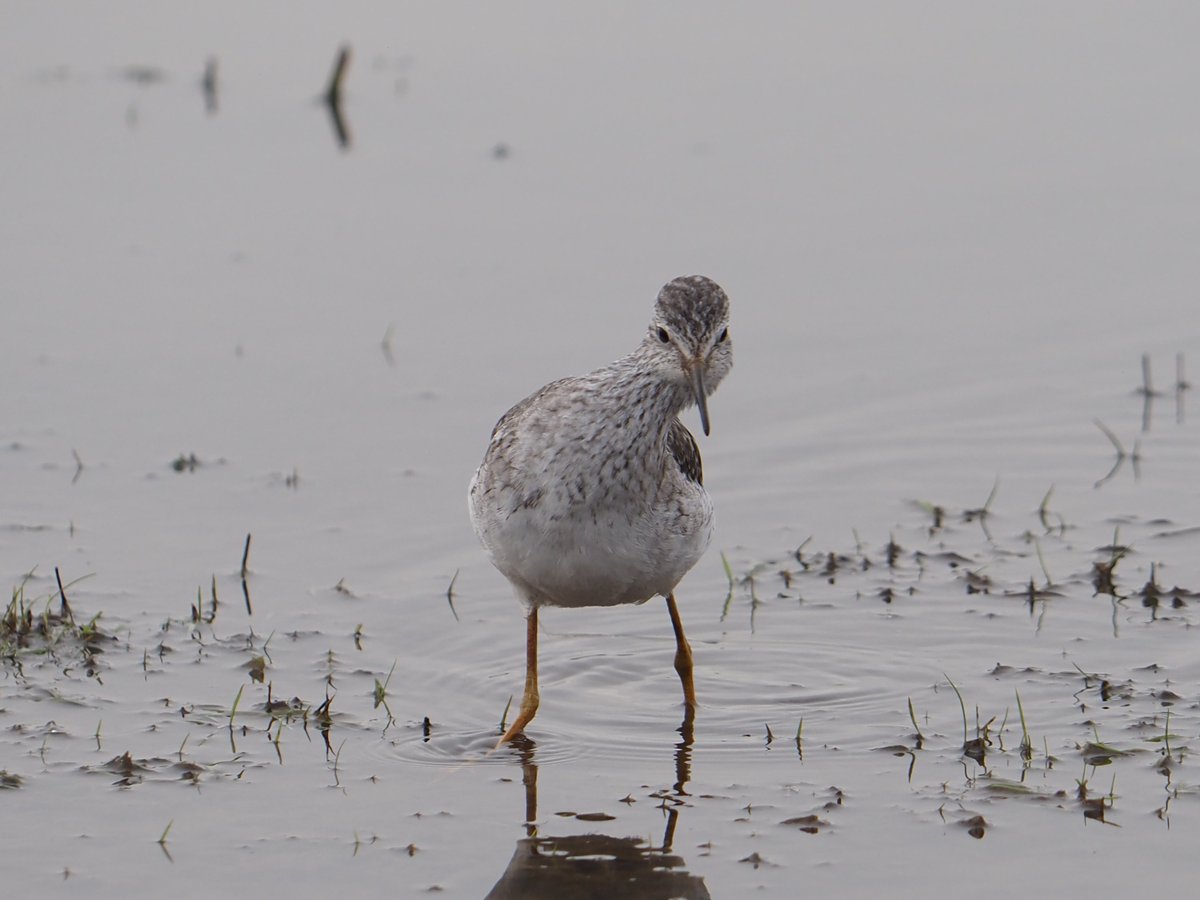 ShreeveZoe's tweet photo. Lesser Yellow Legs at #RSPBFrampton https://t.co/qT4aJh2EAr