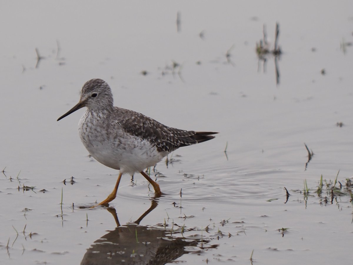 ShreeveZoe's tweet photo. Lesser Yellow Legs at #RSPBFrampton https://t.co/qT4aJh2EAr