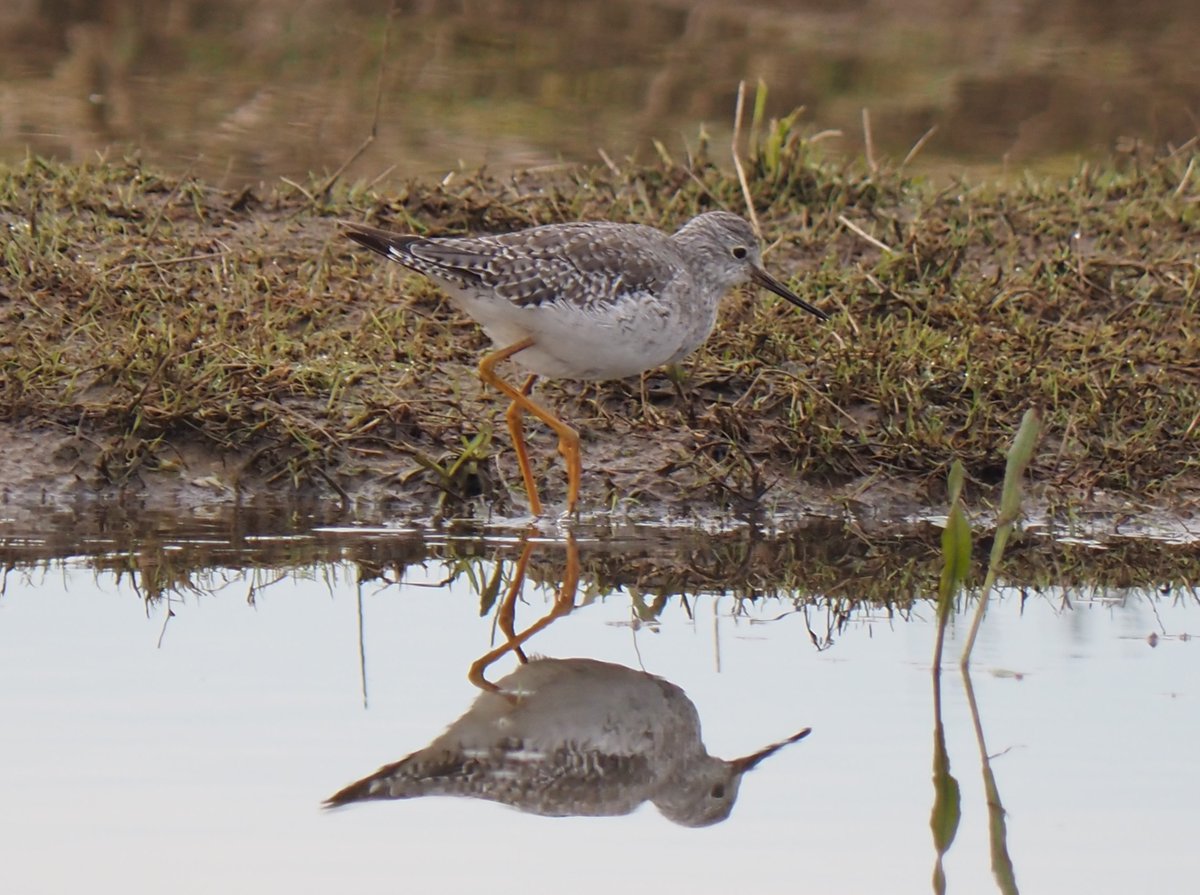 ShreeveZoe's tweet photo. Lesser Yellow Legs at #RSPBFrampton https://t.co/qT4aJh2EAr