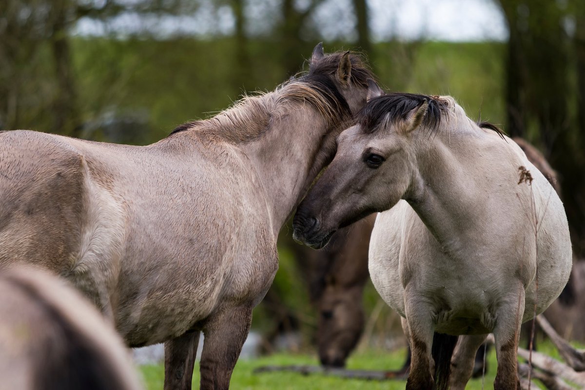 Exmoor, konik of przewalski: welke eigenschappen maakt een paardenras het beste geschikt voor natuurlijke begrazing? 🌱🐴

freenature.nl/nieuws/2024/ex…