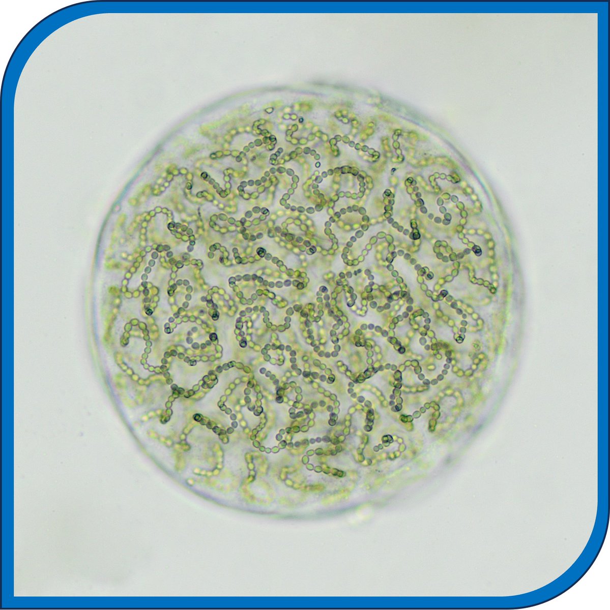 As #microbeofthemonth for March: Nostoc sp. (ULC 760)
A nitrogen-fixing #cyanobacteria found in a garden in Portugal. 
Many Nostoc species produce natural products with antimicrobial & anticancer activity.

bccm.belspo.be/catalogues/bm-…

#microbiology 

@belspo @ULiegeRecherche