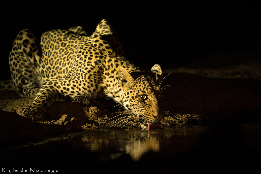 Mashatu_Reserve's tweet photo. OVERNIGHT SLEEP OUT HIDE COMING SOON 📸💫🐘

Imagine sleeping in a comfortable suite in your favourite wildlife area with the windows at eye level to the ground and a waterhole 2 meters from the edge of the window.

Swipe for a taste of what to expect 👉🏽
📸: @kyledenobrega https://t.co/WLRm36l5fV
