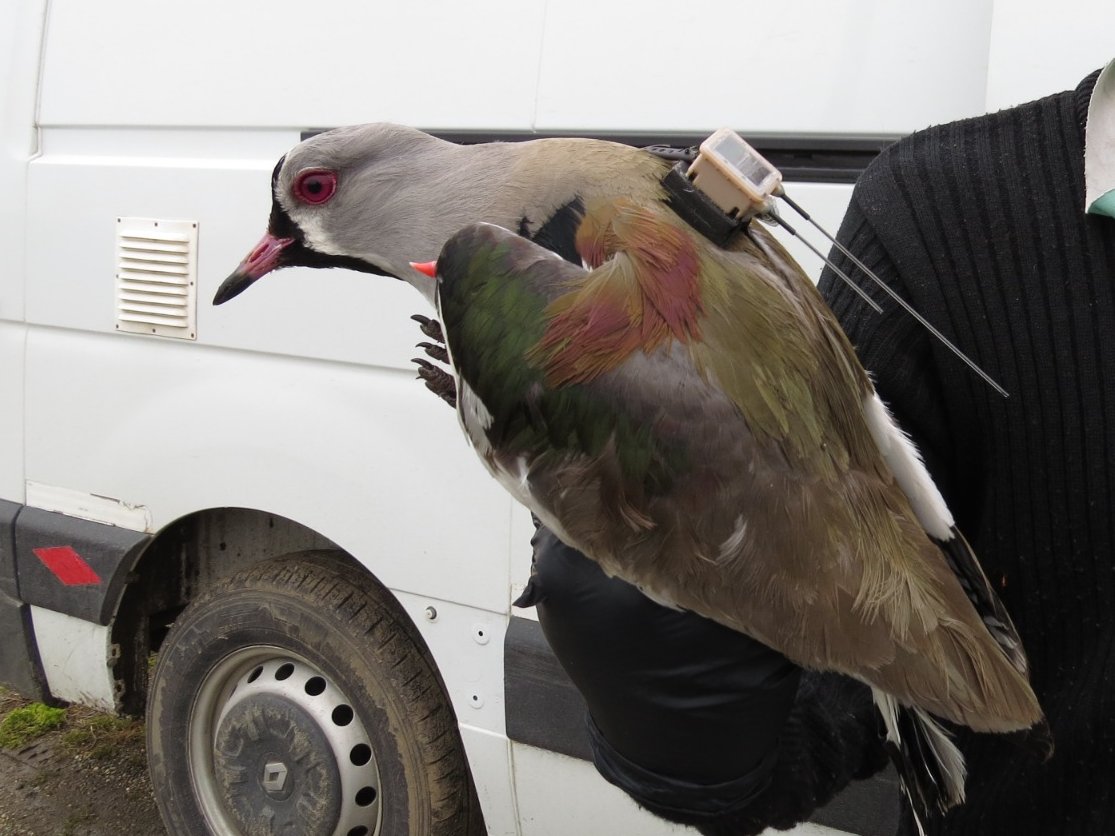 WaderStudy tweet picture