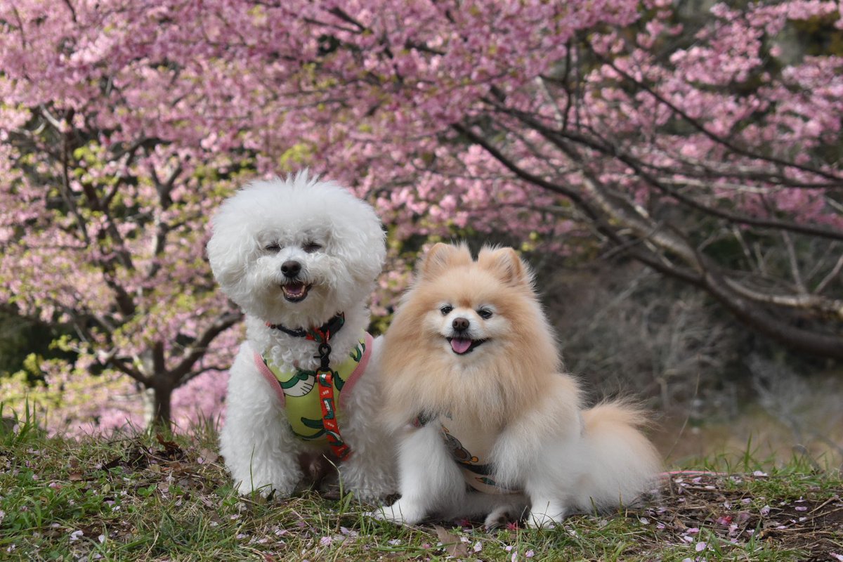 25sm25's tweet photo. 河津桜🌸、ギリギリ間に合った🐾🐶🐶

#ビションフリーゼ
#bichonfrise 
#ポメラニアン
#pomeranian 
#白モフ
#もふもふ
#河津桜 https://t.co/HTRS0lEVQZ