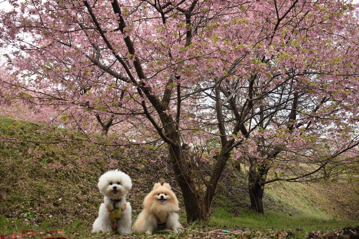 25sm25's tweet photo. 河津桜🌸、ギリギリ間に合った🐾🐶🐶

#ビションフリーゼ
#bichonfrise 
#ポメラニアン
#pomeranian 
#白モフ
#もふもふ
#河津桜 https://t.co/HTRS0lEVQZ