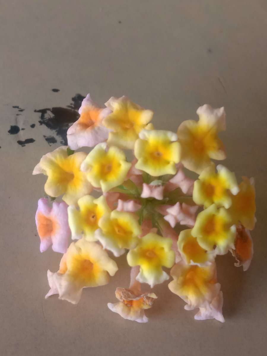 🫖🍮Good afternoon🌹