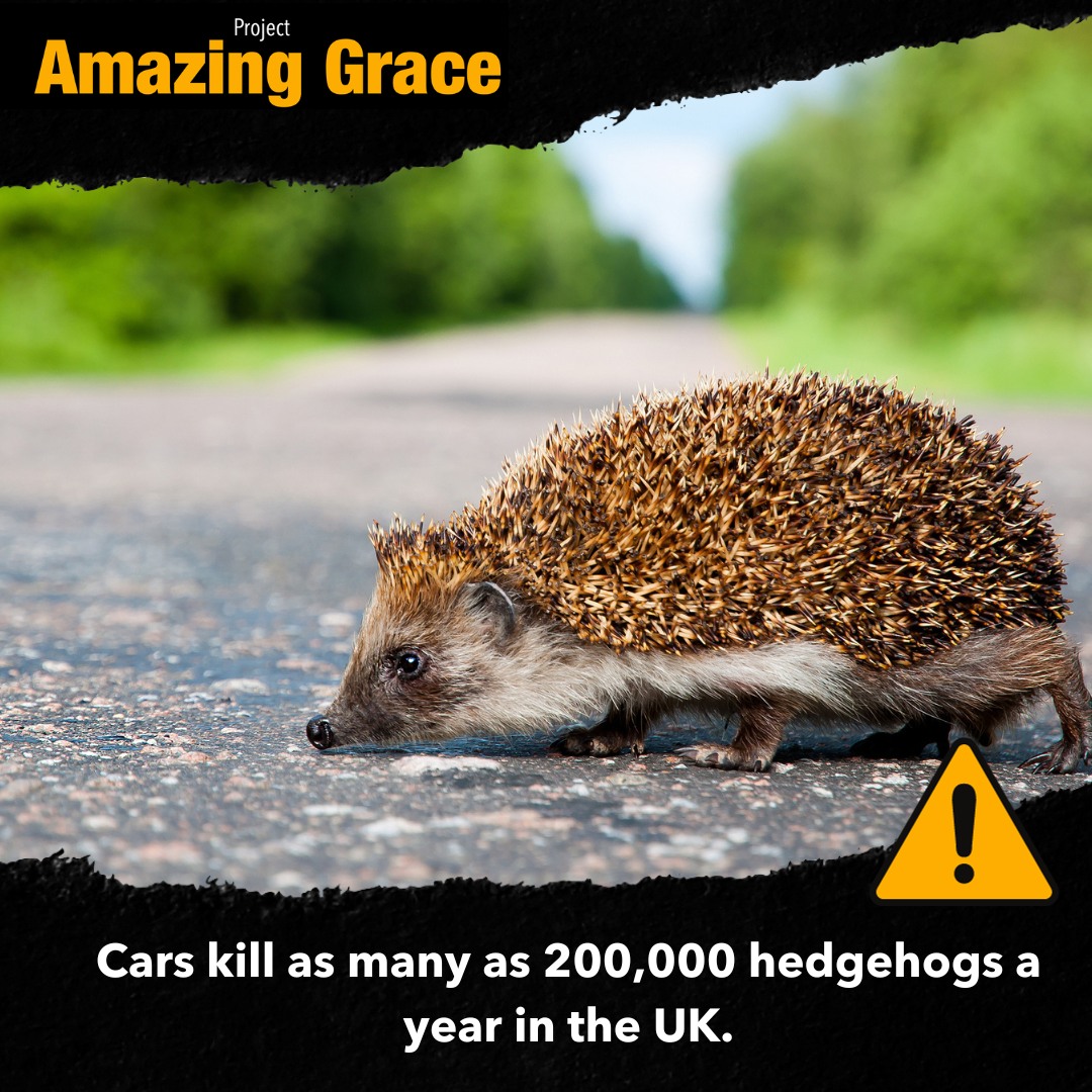 As spring approaches and many hedgehogs wake from their slumber, please remember to drive cautiously. Hedgehogs are particularly vulnerable to road traffic accidents because their instinct is to curl up and freeze. #HedgehogRoadSafety #SaveOurHedgehogs
gracethehedgehog.co.uk/hazards-grace