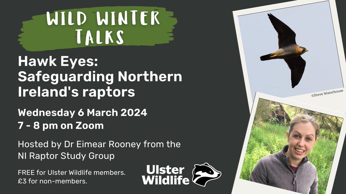 Join Dr Eimear Rooney from the NI Raptor Study Group at 7pm this Wednesday to learn more about the incredible species of raptor found in NI and how you can help safeguard their future. Book now 👉 ulsterwildlife.org/events Not a member? Join today 👉 ulsterwildlife.org/join