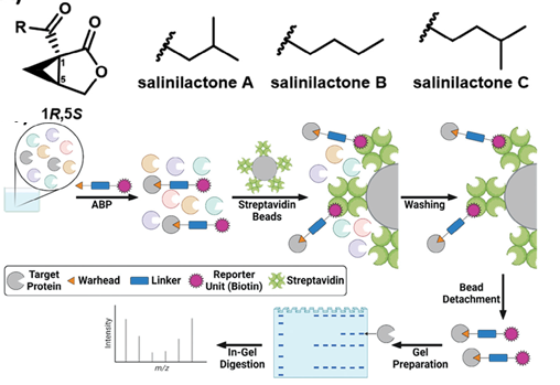 Volatile salinilactones, produced by the bacterium Salinispora, target disulfide-isomerases. See doi.org/10.1002/advs.2… in Advanced Science, by K. Jerye et al. of the @BronstrupLab. This is one of the first studies describing how bacterial volatiles act.