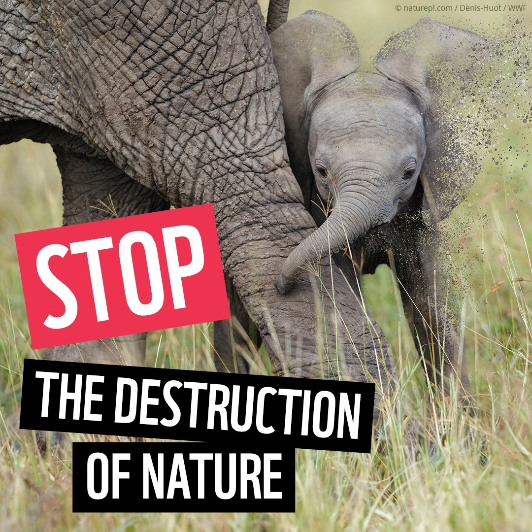 Our world is in crisis. We’re losing precious wildlife as their homes are destroyed. ⚠️ Our leaders must stop fuelling the destruction of nature and start bringing our world back to life. Sign the petition today. 👉 wwf.org.uk/act/stop-destr…