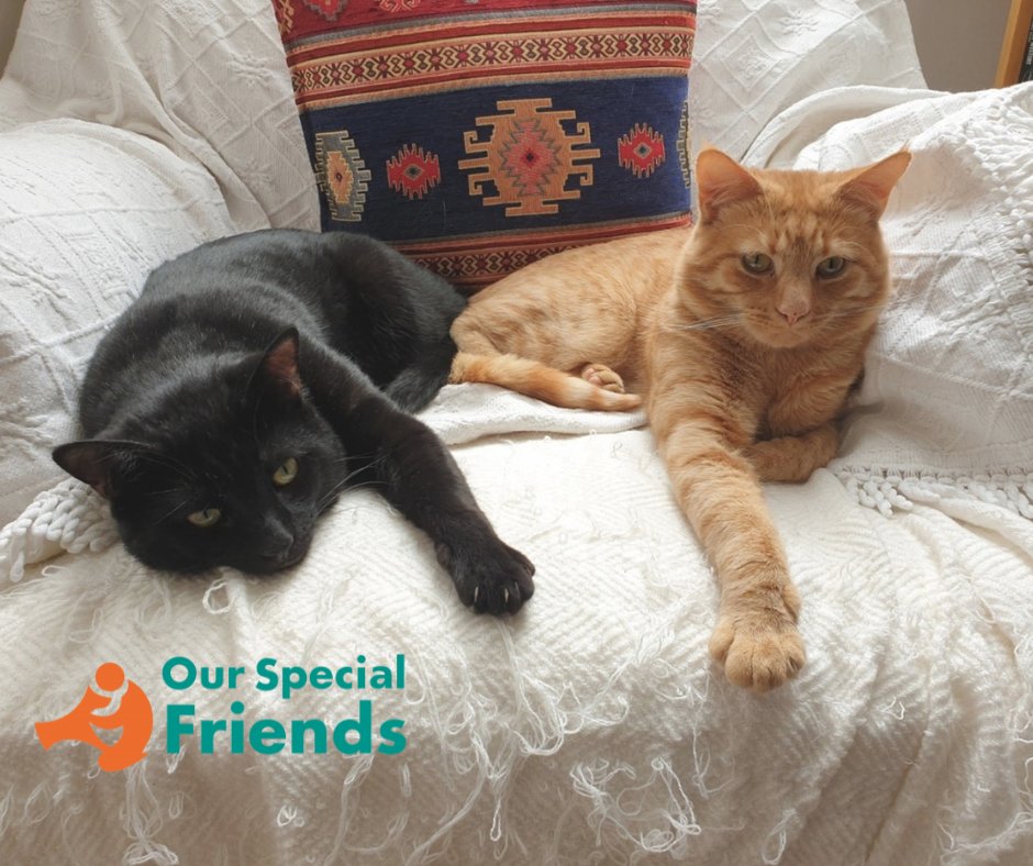 We support with fostering to reunite animals when their owners are fleeing an abusive home and don't want to leave their pets behind. See how we helped Storm, Oliver and Lucy at: ourspecialfriends.org/oliver-and-sto…
#AnimalCompanionshipSupportServices #ACSS #HumanAnimalBond #NoMoreWeek2024