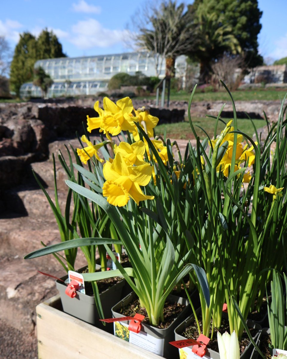 Pop in for some Shopping 🎁 

You can visit our shop or garden plant sale free of charge.

We currently have some wonderful plants of offer, grown here in our gardens. 

They are perfect for Mothers Day!  💐 

Our shop has some great items too - torre-abbey.org.uk/more/shop/