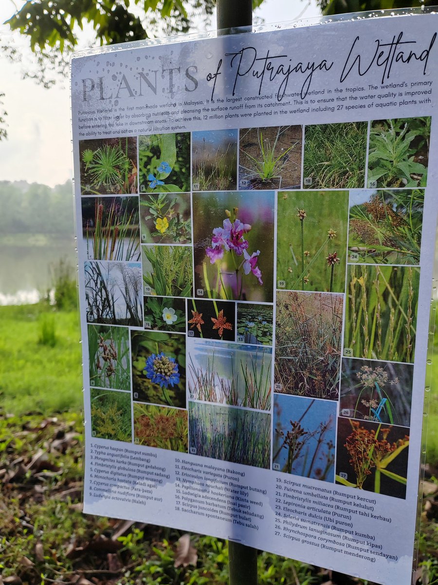 JaPenWPKL's tweet photo. samping memberi kesedaran berkenaan kepentingan memelihara keindahan serta keseimbangan alam sekitar.
#PLW #PLW2024 #Explorace #putrajayalake #LakeWarriors #PutrajayaWetland #Putrajaya #ExploracePutrajaya #KLCeria #CMSWPKL https://t.co/GGNNHa0sJq