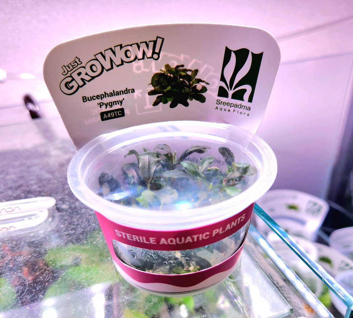 新たなブセがいつものとこから出た！ ブセファランドラピグミー