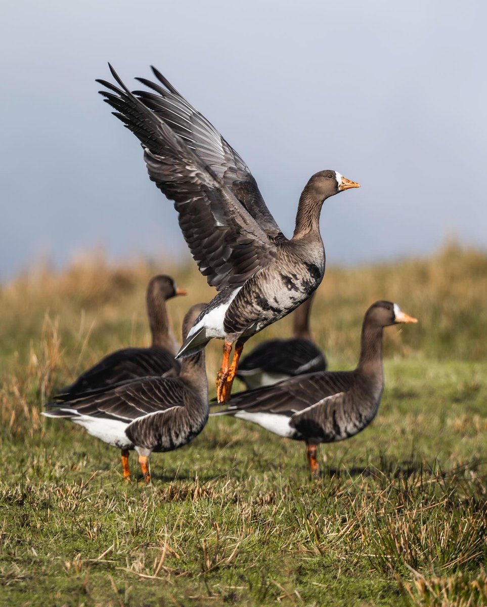 NatureNorthEast's tweet image. Greenland White-fronted Geese

@RSPBScotland The Oa

#IsleofIslay #RSPBTheOa