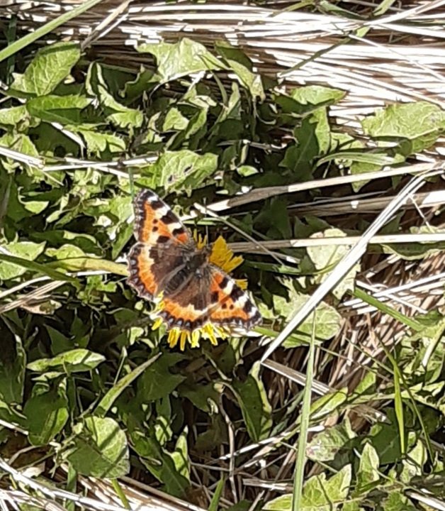 @BC_Dorset @Alexanor56 @Britnatureguide @savebutterflies @SightingDOR Close - Crewkerne, South Somerset, yesterday @BCSomerset @BC