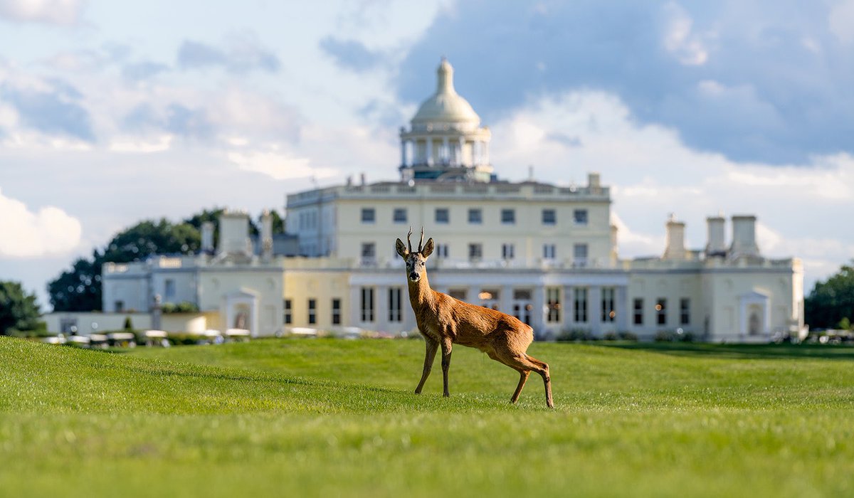 Hello ❤️🦌❤️

Thank you so much Johnny Neill for capturing this absolutely stunning image of a wild roe deer on the estate 😍

#stokepark #buckinghamshire #stokepoges #wildlifephotography #wildlife #history #heritage