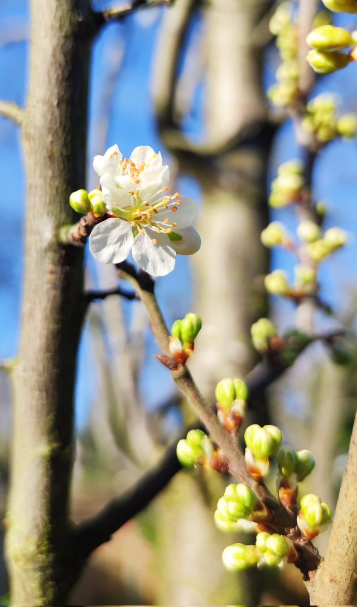 The plum's beautiful blossom has come at last.