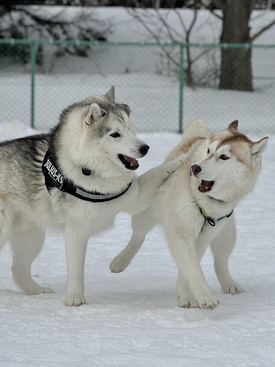 Siberianhakusky's tweet photo. あそぼーぜ！ https://t.co/WjQWamgaBr