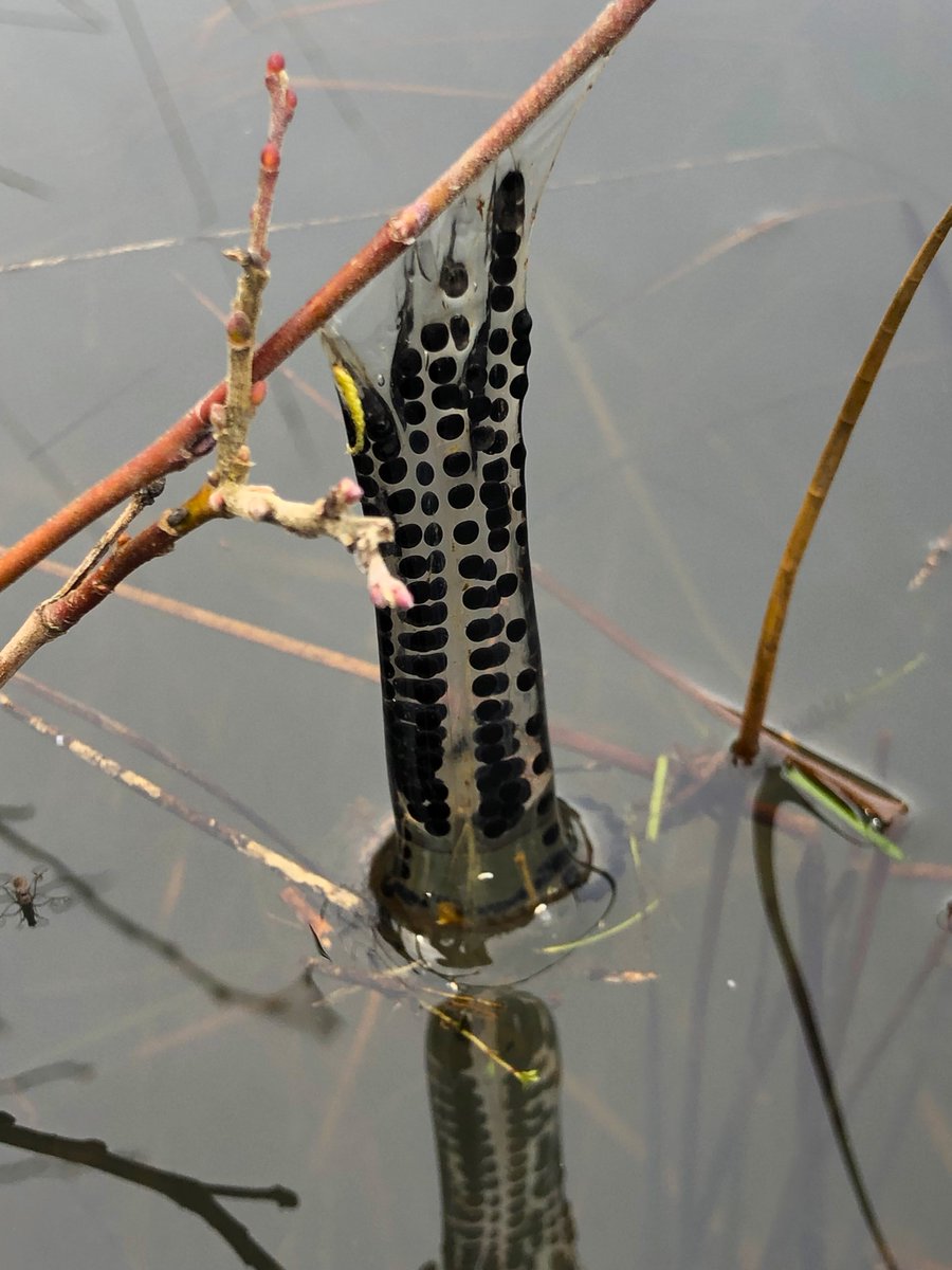 Anne Carter (@annefreshwater) on Twitter photo Lots of #frog 🐸and #toad 🐸activity 💦at World's End, #Strensall on Sunday! all logged on the <a href="/Freshwaterhabs/">Freshwater Habitats Trust</a> #SpawnSurvey portal freshwaterhabitats.org.uk/spawn-survey Lots of #frog 🐸and #toad 🐸activity 💦at World's End, #Strensall on Sunday! all logged on the <a href="/Freshwaterhabs/">Freshwater Habitats Trust</a> #SpawnSurvey portal freshwaterhabitats.org.uk/spawn-survey