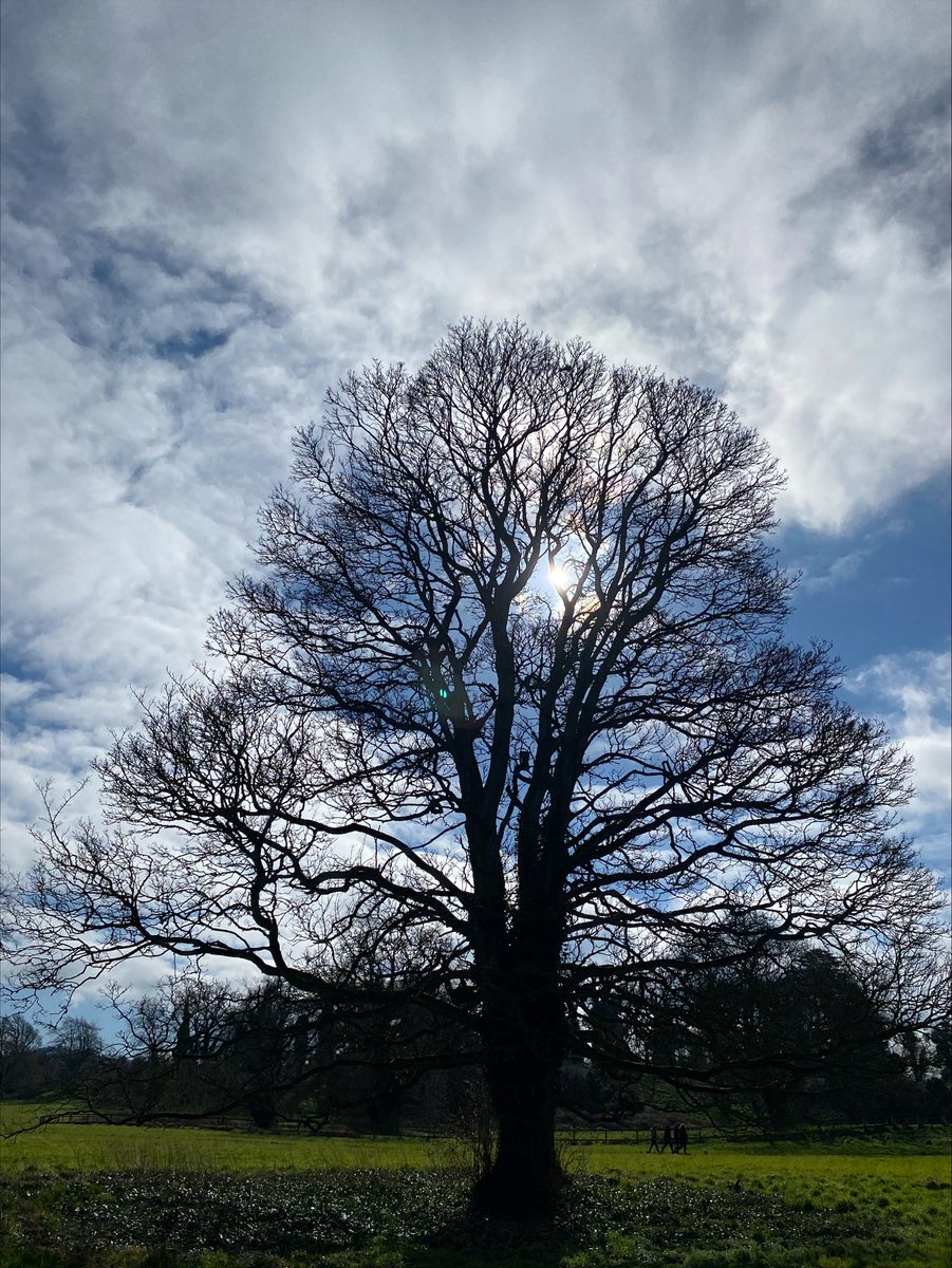 Ireland's national #Treeweek2024 runs from 03/03 to 10/03 via @3CounciI.
.
NXTGENWOOD researchers in 5 Irish universities are researching high value applications of biopolymers, chemicals & materials from trees such as beech, birch, oak & pine.