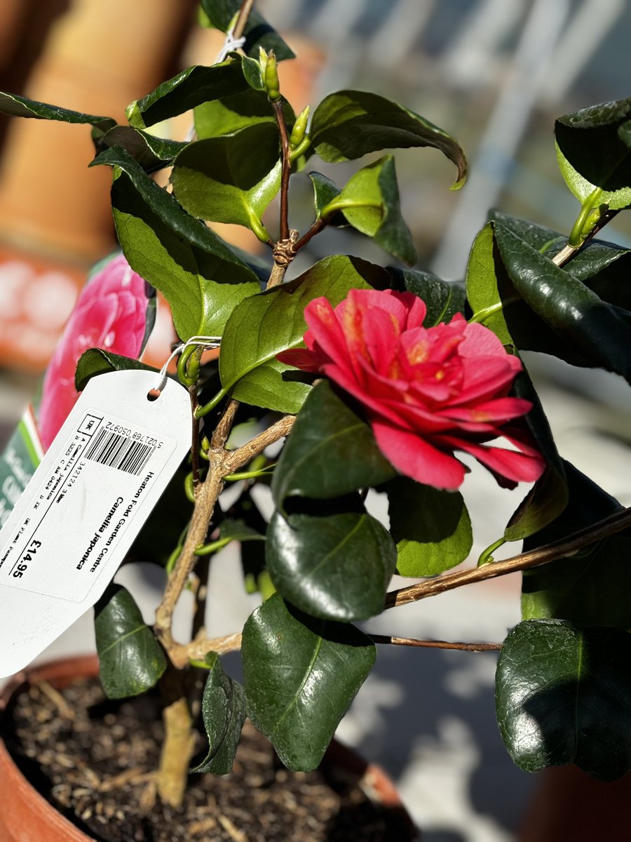 Heaton Fold Garden Centre and Cafe tweet media