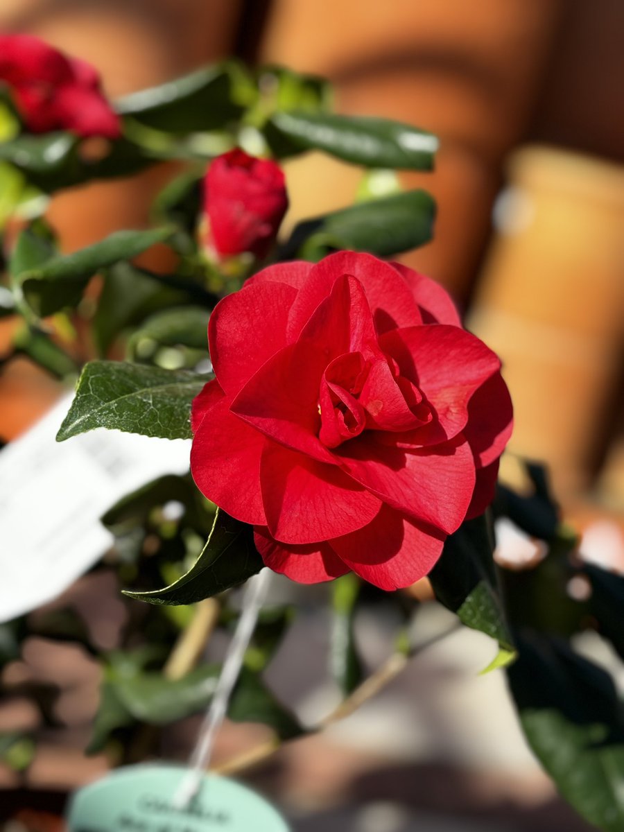 Heaton Fold Garden Centre and Cafe tweet media