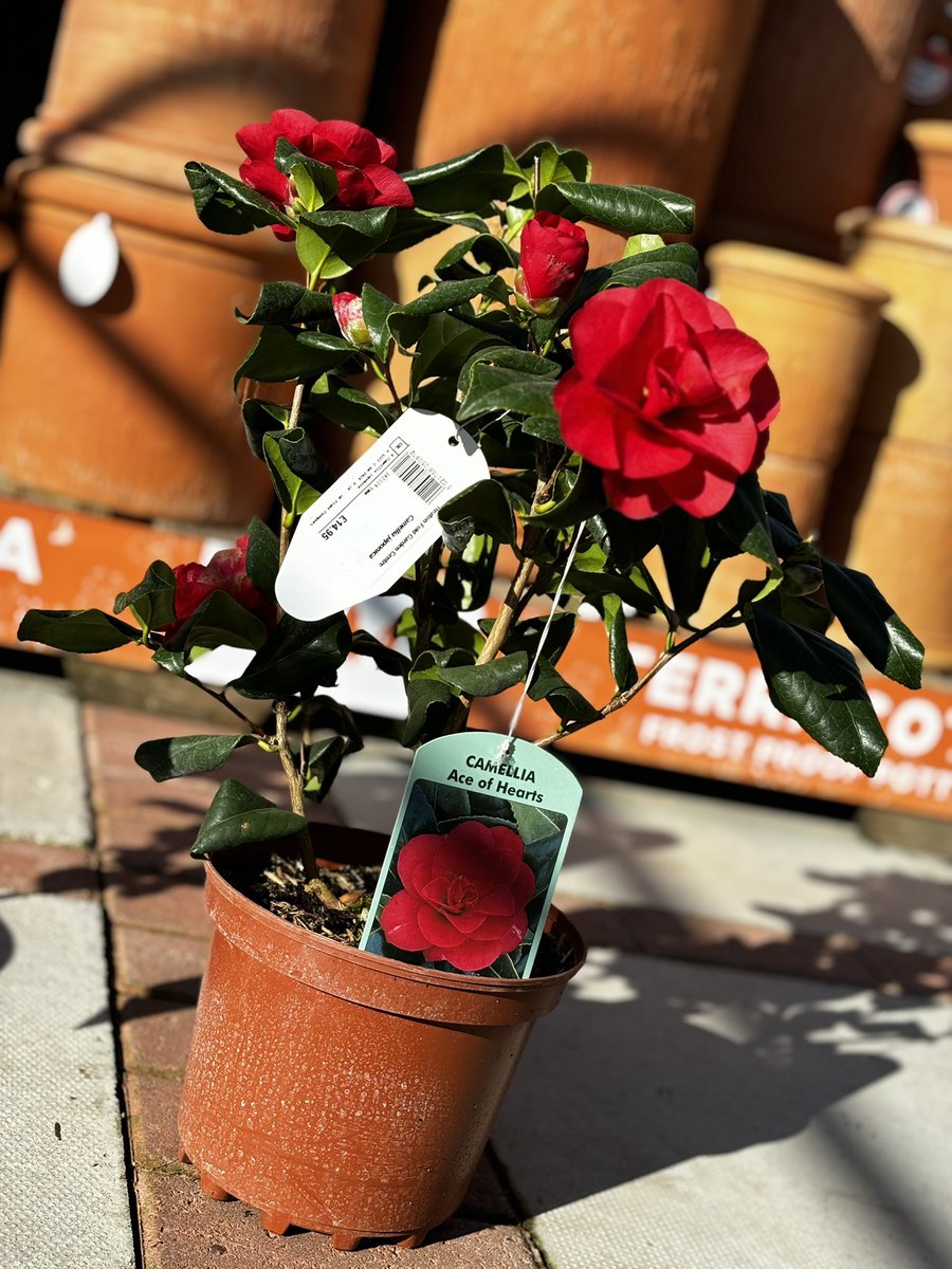 Heaton Fold Garden Centre and Cafe tweet media