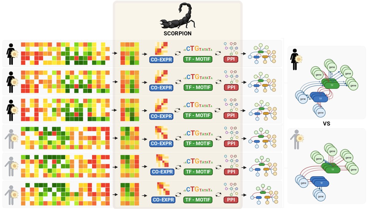 I am delighted to present our latest Zoo member SCORPION, a gene regulatory network reconstruction algorithm for single-cell data, published in @NatComputSci : nature.com/articles/s4358… 🙂 SCORPION's development was led by former group member @dcosorioh
