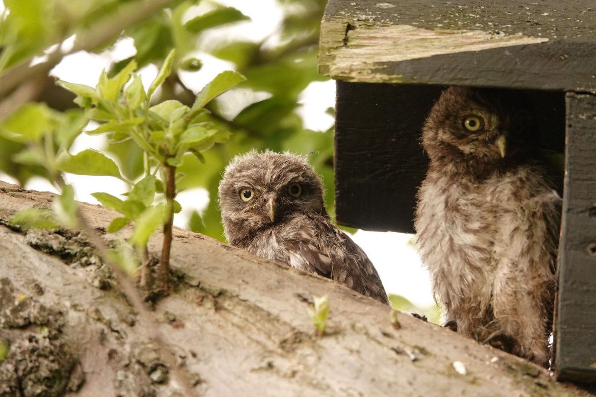 Zum #TagdesArtenschutzes junge Steinkäuze am Nistkasten.

📷 Angelika Meister

#WorldWildlifeDay #Artenschutz #Vogelschutz #Vögel #Natur #Artensterben #WorldWildlifeDay2024 #TagdesArtenschutzes2024 #Naturschutz