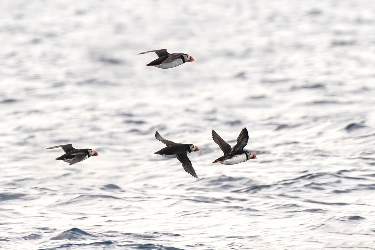 Birding The Strait tweet media