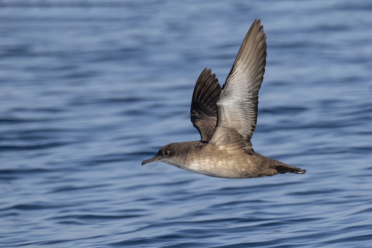 Birding The Strait tweet media
