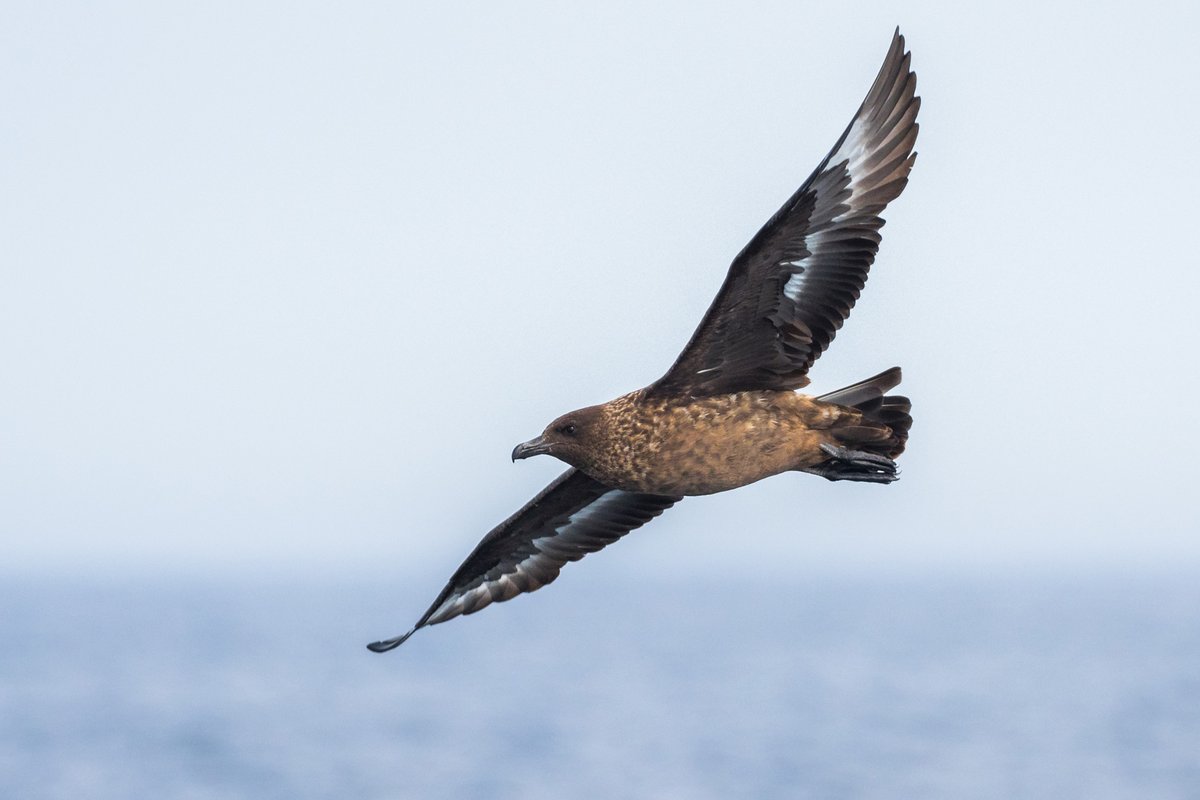 Birding The Strait tweet media