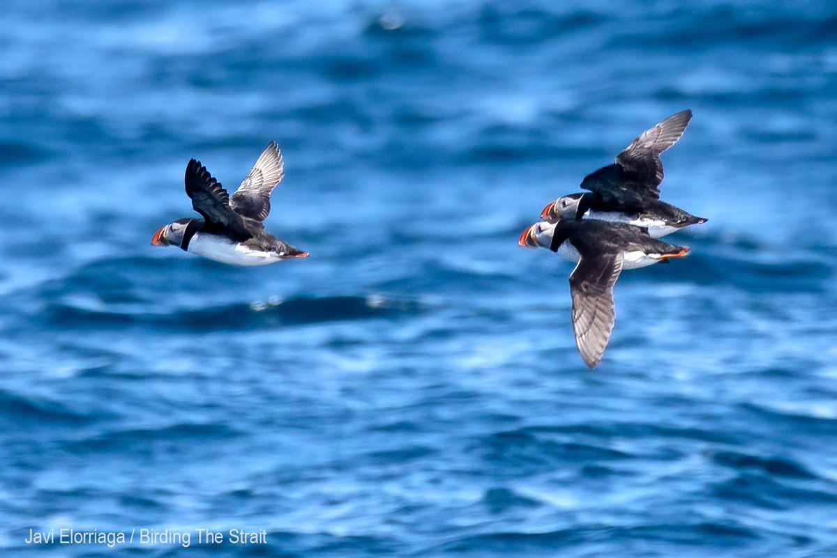 Birding The Strait tweet media