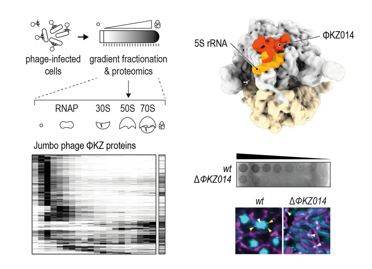 Jumbo phage proteins co-opt host ribosomes immediately upon infection. We provide a resource for complexes in PhiKZ-infected Pseudomonas cells. #PhageDiversity #PhageComplexes @JoergLab @RobLavigne1 @BoettcherCryoEM @Uni_WUE @Helmholtz_HIRI nature.com/articles/s4156…