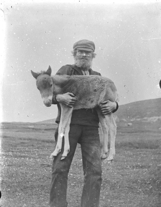 It's a little known fact that back in the old days most Orkney men were actually giants and could easily lift a full size horse.  

#PhotographicArchives