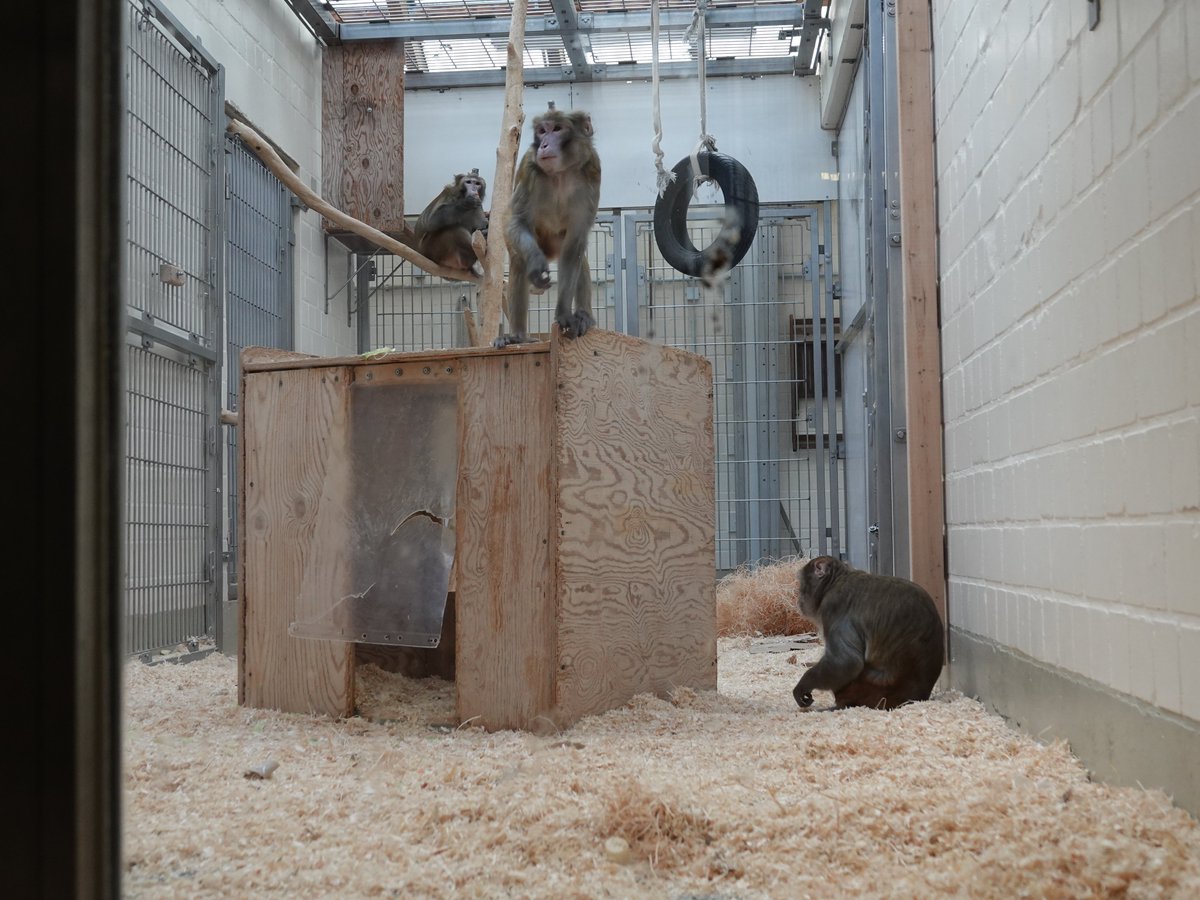 @peranchadomingo @unibremen 🐒 @peranchadomingo also described how @unibremen looks after their #monkeys & ensures optimal #AnimalWelfare, eg. by keeping them in groups, with both indoor & outdoor areas, & providing ropes, swings & puzzles! 📸: University of Bremen