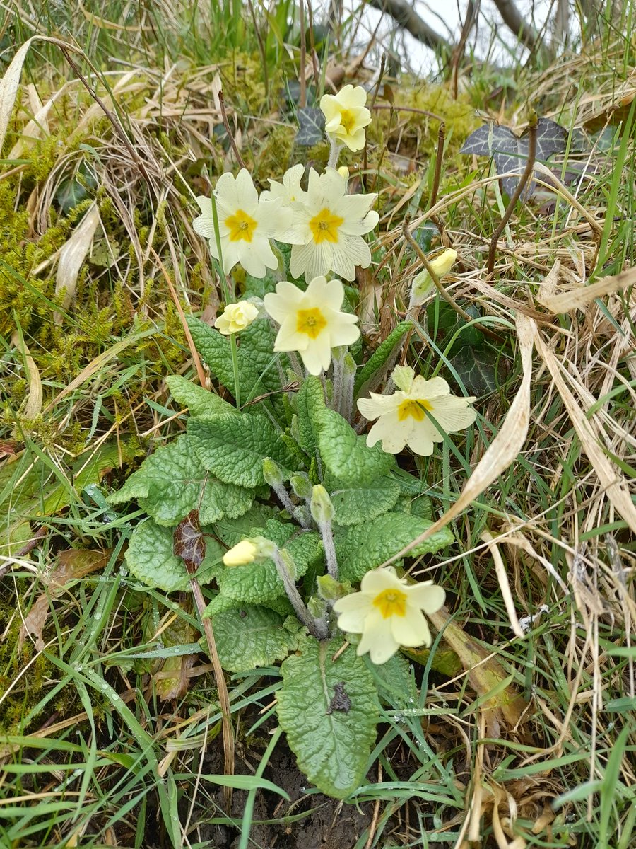 #flowerphotography #springtime