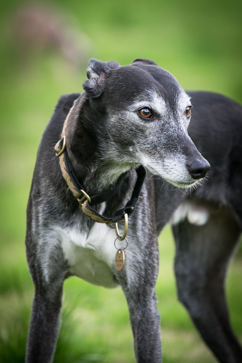 Why the name "Forest Fleece"? It holds a deep meaning. Having dogs all my life, I've had the privilege of forming countless special bonds with them all. However, there was one who truly captured my heart - (known as a heart dog), Forrest, a lurcher with whom I shared an