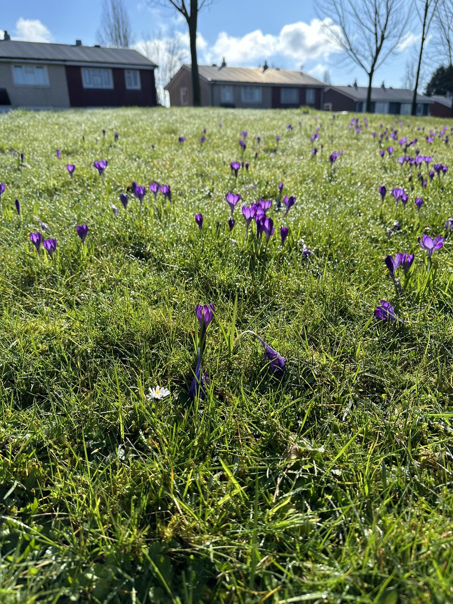 Wonderful day for a litter pick and to be out in the sunshine chatting to residents, petting dogs, listening to birds and seeing the flowers burst #goodtobealive #loveyourcommunity