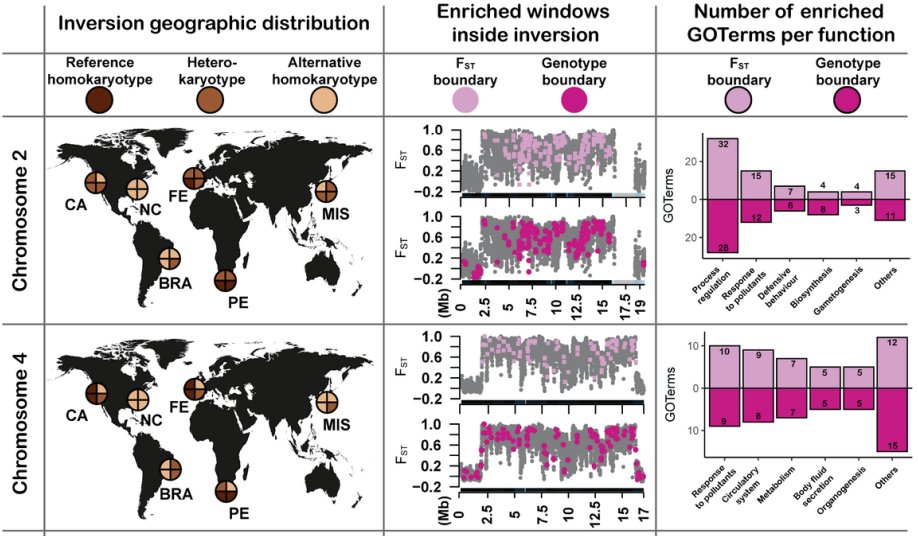 📢Be the first to read our preprint on the genomic basis of Styela plicata global invasion.🌐

🤪4 polymorphic inversions, population structure, local adaptation, secondary contacts, functional enrichment, cytonucelar coevolution, ... It has it all!🤯

👉t.ly/gxeDa👈