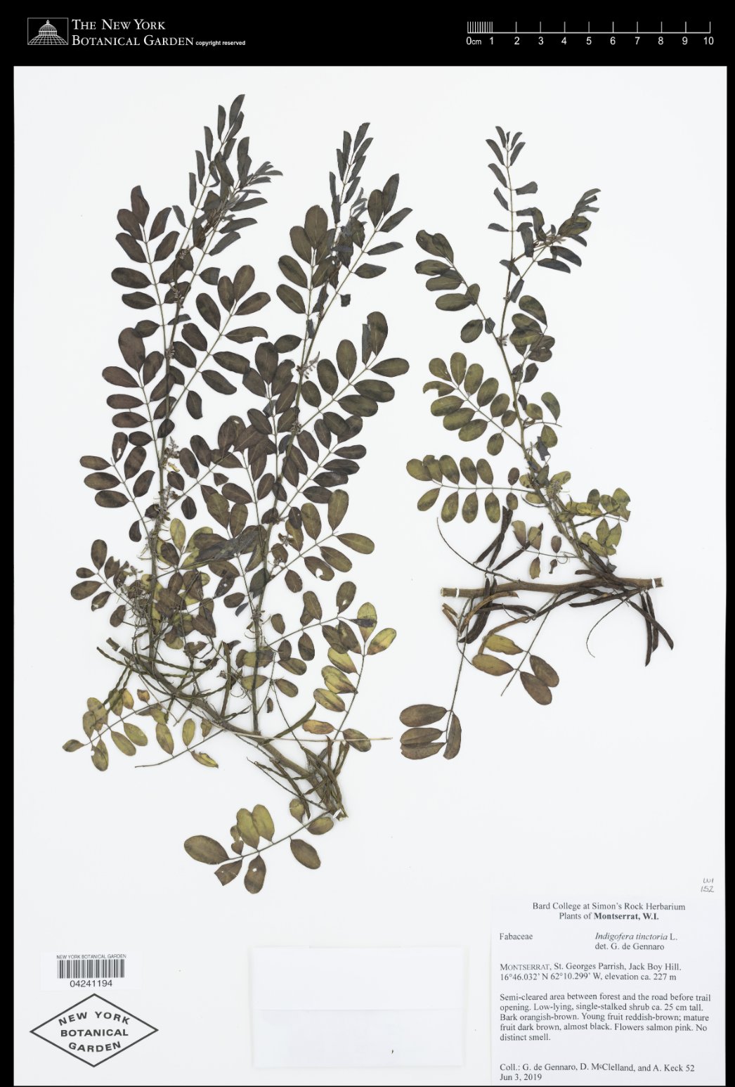 New York Botanical Garden Herbarium