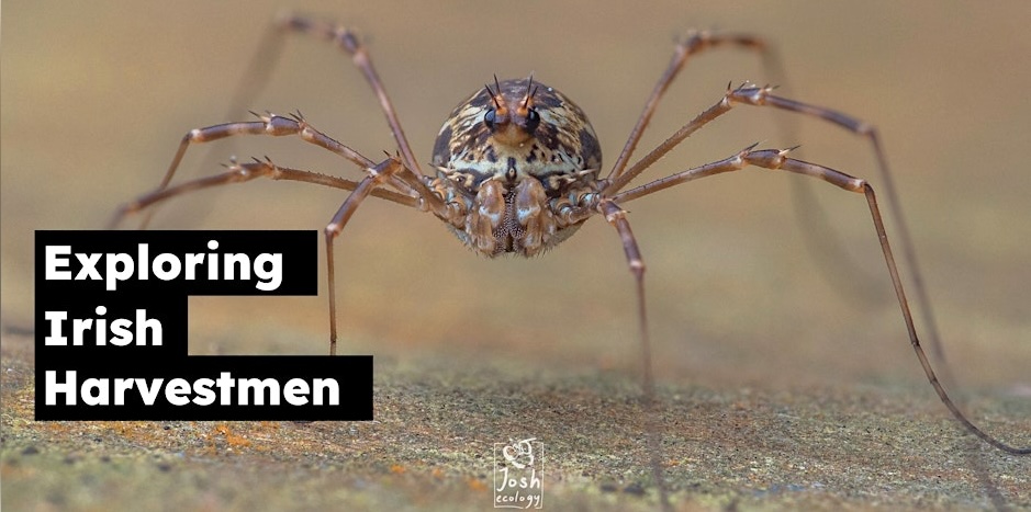 In advance of our Harvestman course on 23rd March, Joshua Clarke (the course presenter) has put together some Harvestmen teasers to whet your appetite. I'll release a couple a day for the next few days... 

Join us on the day: bit.ly/irish-opiliones