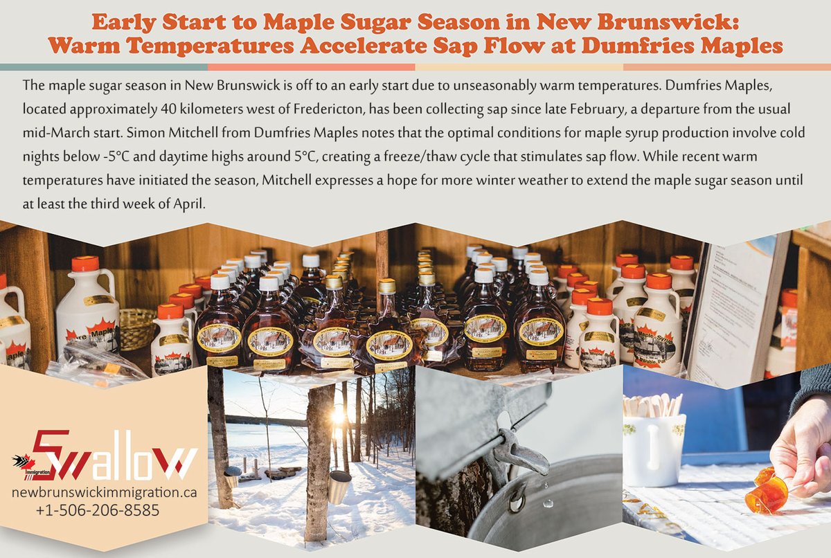 Early Start to Maple Sugar Season in New Brunswick:
Warm Temperatures Accelerate Sap Flow at Dumfries Maples
#newbrunswickcanada #maplesugar #warmtemperatures #maplesyrupseason #fredericton #farmmaplesyrup #production #trees #swallowimmigration #syrupproduction #NB #canadanews