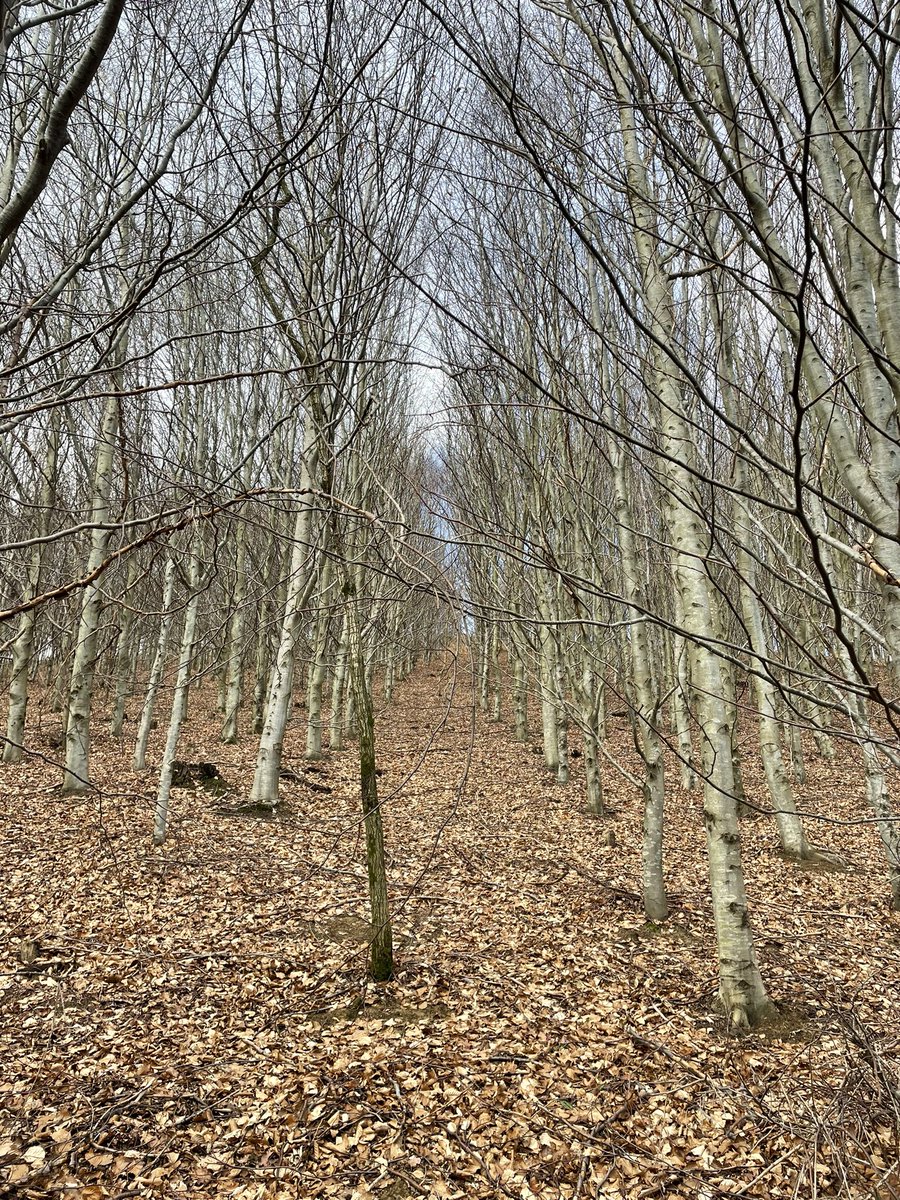 geforestesp's tweet photo. #sostenibilidad
#Lidar
#IGFS #instrumentodegestionforestalsostenible
#ordenaciondemontes
#inventarioforestal
#inventario
#gestionforestal
#gestionforestalsostenible
#biodiversidad
#pinusnigra
#pinussylvestris
#fagussylvatica
#parquenatural
#urkiola
#soyforestal https://t.co/GgcIrvS78W